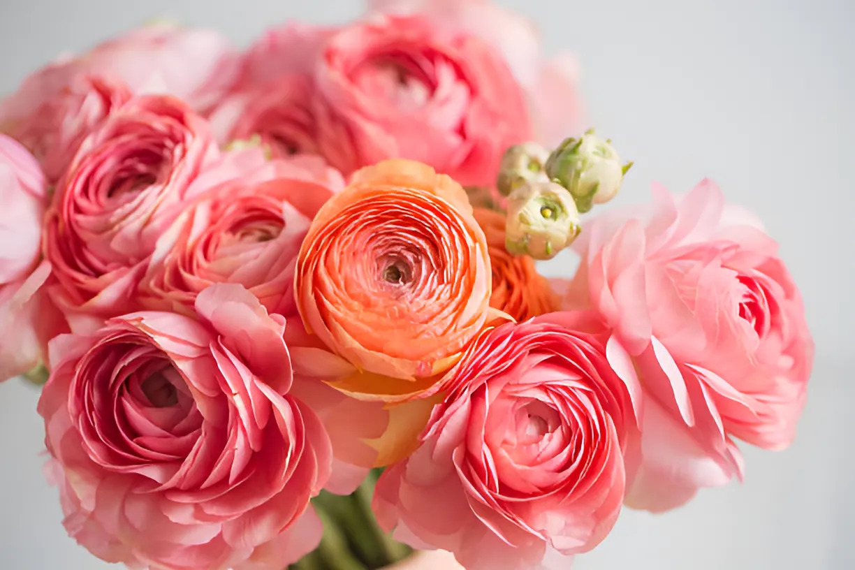 bouquet de fleurs renoncules fraiches